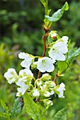 RHODODENDRON ALBIFLORUM