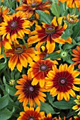 RUDBECKIA CAPPUCINO