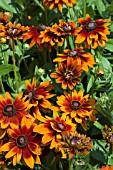 RUDBECKIA CHEROKEE SUNSET