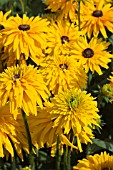 RUDBECKIA GIANT TETRA