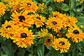 RUDBECKIA IMPROVED GOLDILOCKS