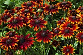 RUDBECKIA INDIAN SUMMER