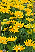 RUDBECKIA IRISH SPRING