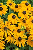 RUDBECKIA MARMALADE