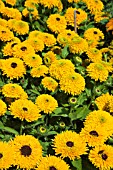 RUDBECKIA MAYA