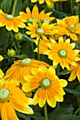 RUDBECKIA PRARIE SUN