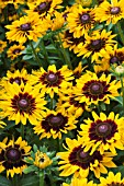 RUDBECKIA SONARA