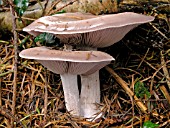 LEPISTA NUDA (WOOD BLEWIT)