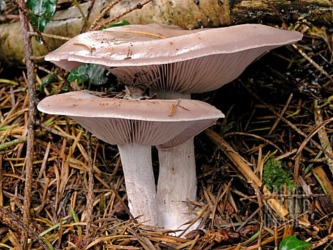 LEPISTA_NUDA_WOOD_BLEWIT