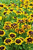 RUDBECKIA SPUTNIK