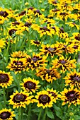 RUDBECKIA SPUTNIK