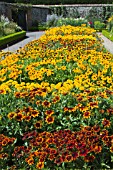 RUDBECKIA TRIAL