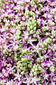 SEDUM OBTUSIFOLIUM LISTONIAE