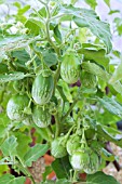 SOLANUM MELONGENA EMERALD ISLE