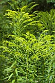 SOLIDAGO GIGANTEA