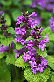 STACHYS MACRANTHA