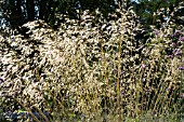 STIPA GIGANTEA