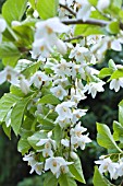 STYRAX JAPONICA EMERALD PAGODA