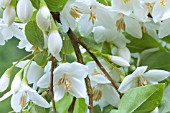 STYRAX JAPONICA EMERALD PAGODA