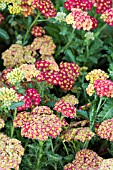 ACHILLEA SUMMER FRUITS CARMINE