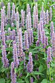 AGASTACHE ANISATA