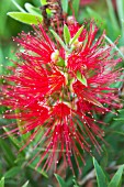 CALLISTEMON MASOTTI