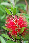 CALLISTEMON SPLENDENS