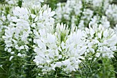 CLEOME SPINOSA HELEN CAMPBELL