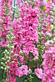 DELPHINIUM CONSOLIDA SUBLIME PINK