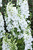 DELPHINIUM CONSOLIDA SUBLIME WHITE