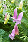 DIGITALIS THAPSI SPANISH PEAKS