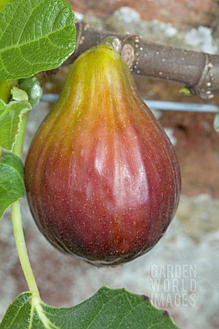 FICUS_CARICA_BROWN_TURKEY