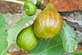 FICUS CARICA BROWN TURKEY