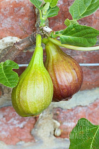 FICUS_CARICA_BROWN_TURKEY