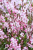 GAURA ROSYJANE