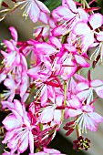 GAURA ROSYJANE