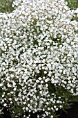 GYPSOPHILA SUMMER SPARKLES