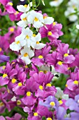 NEMESIA POETRY F1