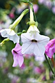 NICOTIANA WHISPERS MIXED