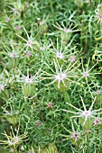 NIGELLA AFRICAN QUEEN