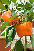 CAPSICUM ANNUUM ORANGE BELLL