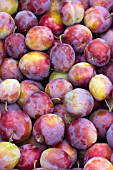 PRUNUS DOMESTICA EXCALIBUR