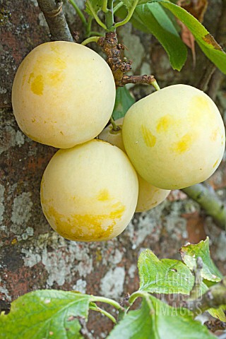 PRUNUS_DOMESTICA_GOLDEN_TRANSPARENT