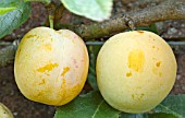 PRUNUS DOMESTICA GOLDEN TRANSPARENT