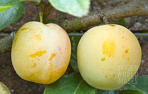 PRUNUS_DOMESTICA_GOLDEN_TRANSPARENT