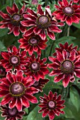 RUDBECKIA CHERRY BRANDY