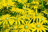 RUDBECKIA GREEN EYES