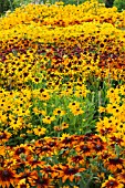 RUDBECKIA TRIAL