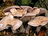 LEPISTA NUDA (WOOD BLEWIT)