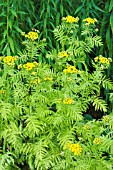 TANACETUM VULGARE ALL GOLD